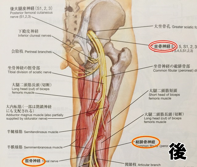 坐骨神経の癒着が起こる場所