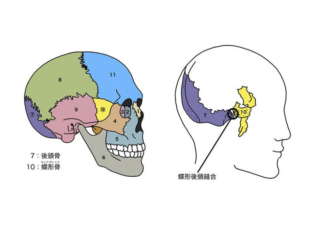 セイ クラル クラニオ