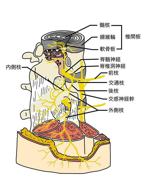 咳やくしゃみで腰に響いたら 酒田の五十嵐ヒーリング整骨院