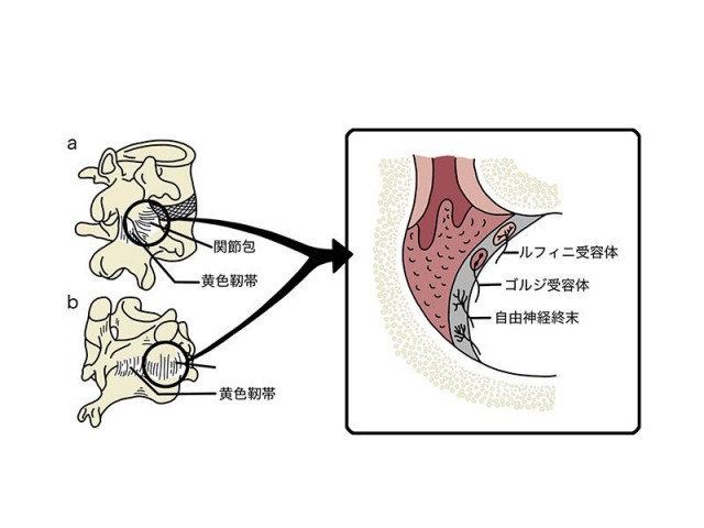 深部感覚受容器