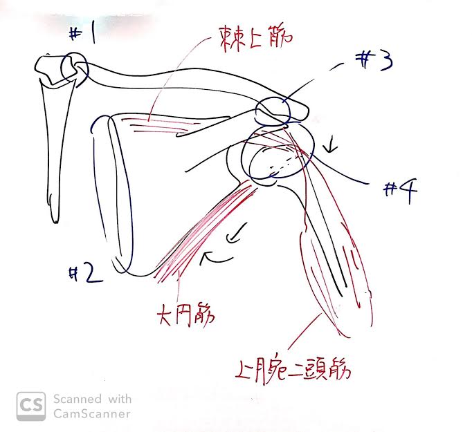 肩の構造 酒田の五十嵐ヒーリング整骨院